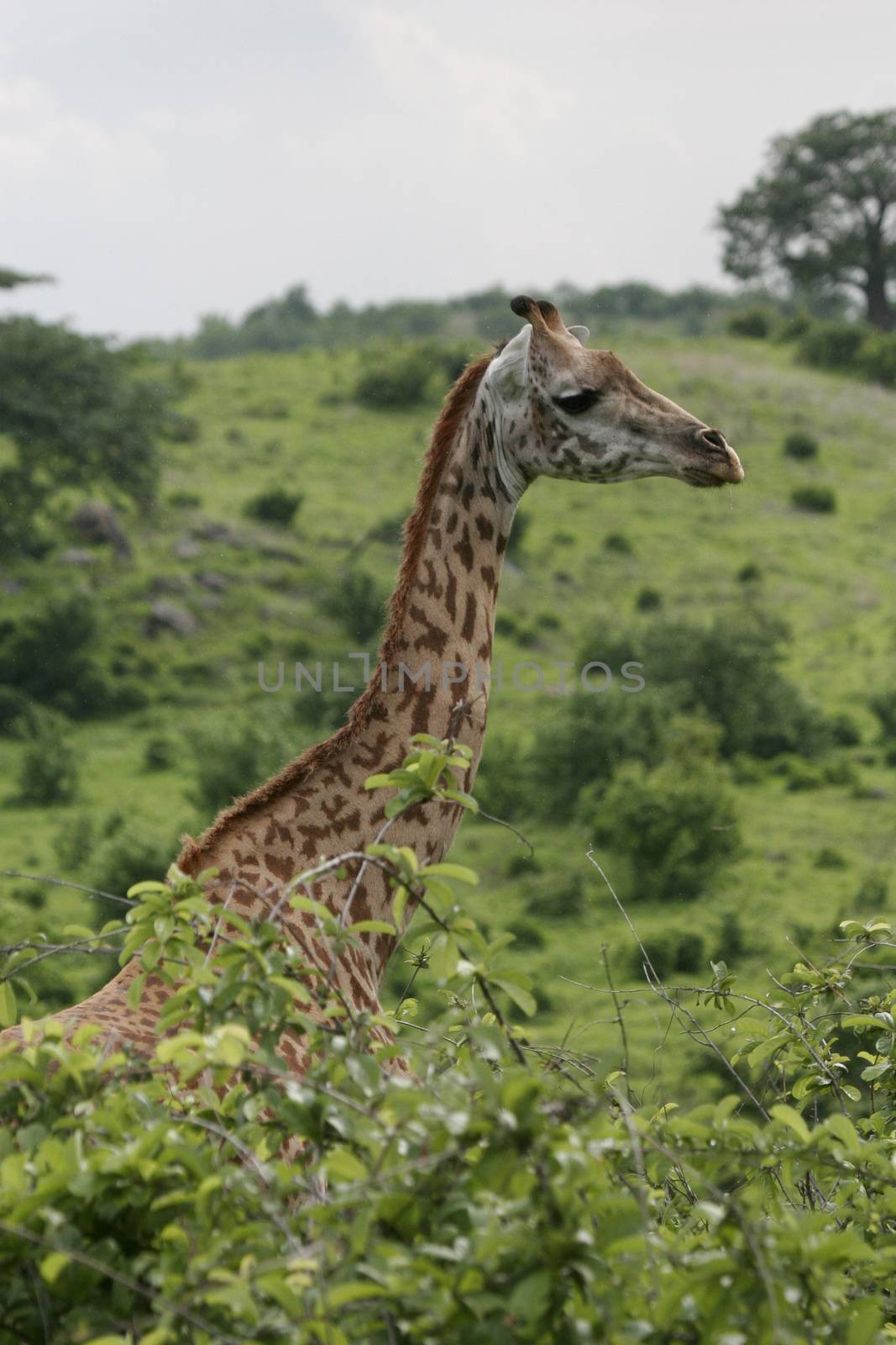 Wild Giraffe mammal africa savannah Kenya (Giraffa camelopardalis)