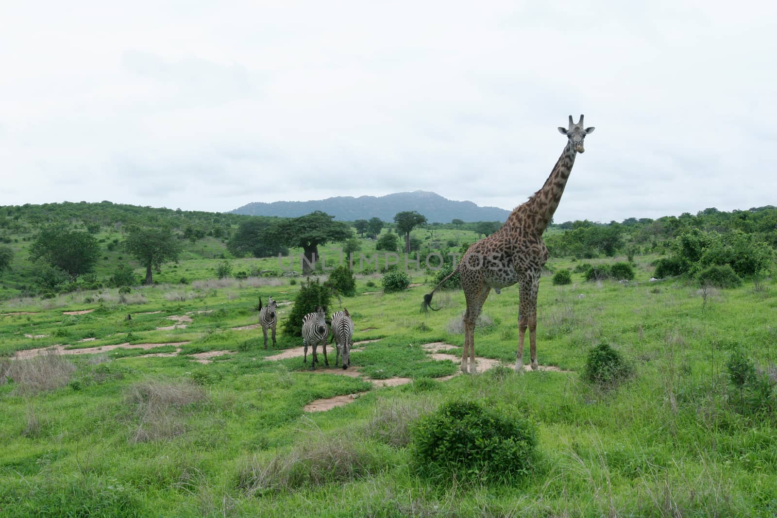 Wild Giraffe mammal africa savannah Kenya (Giraffa camelopardalis)