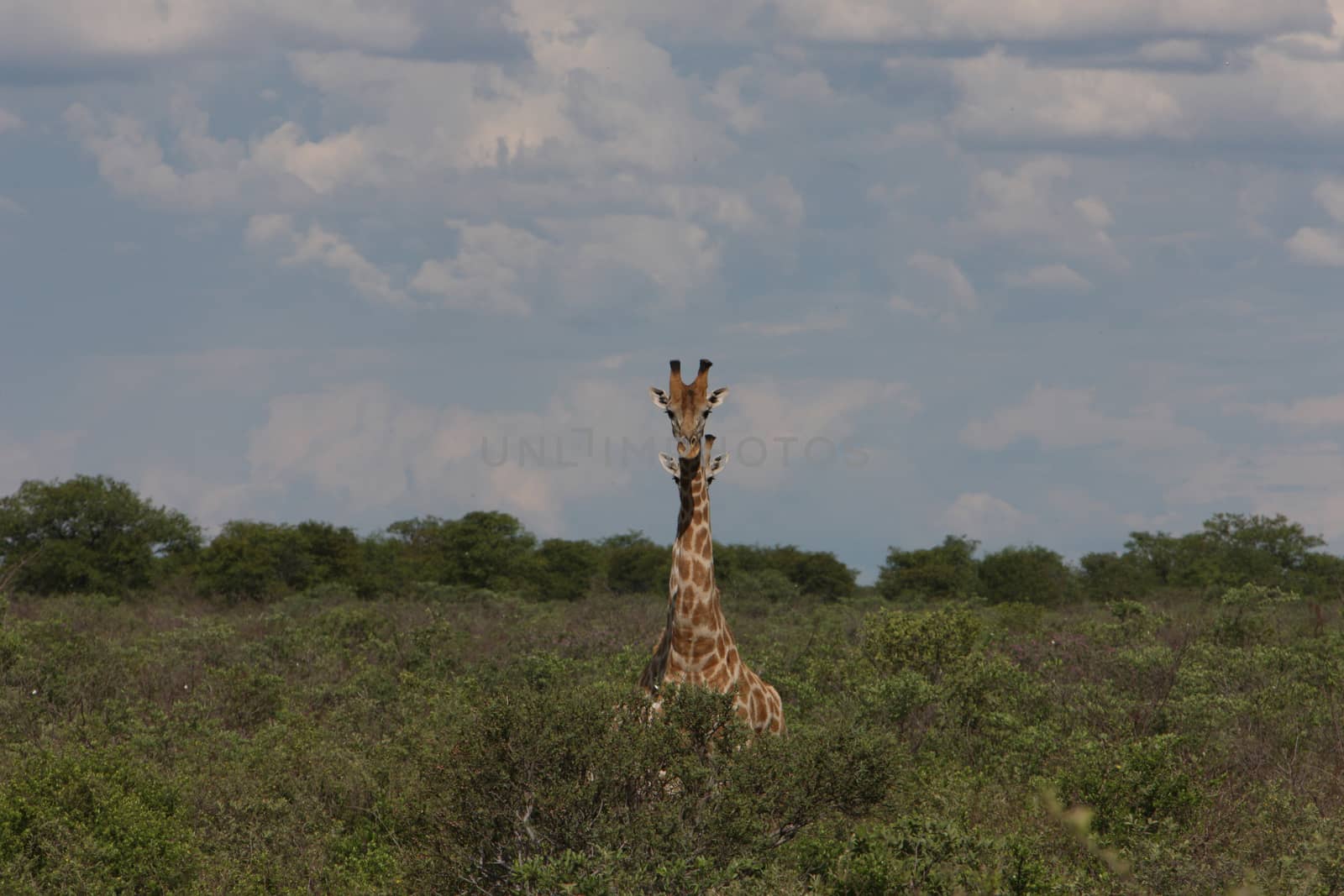 Wild Giraffe mammal africa savannah Kenya (Giraffa camelopardalis)