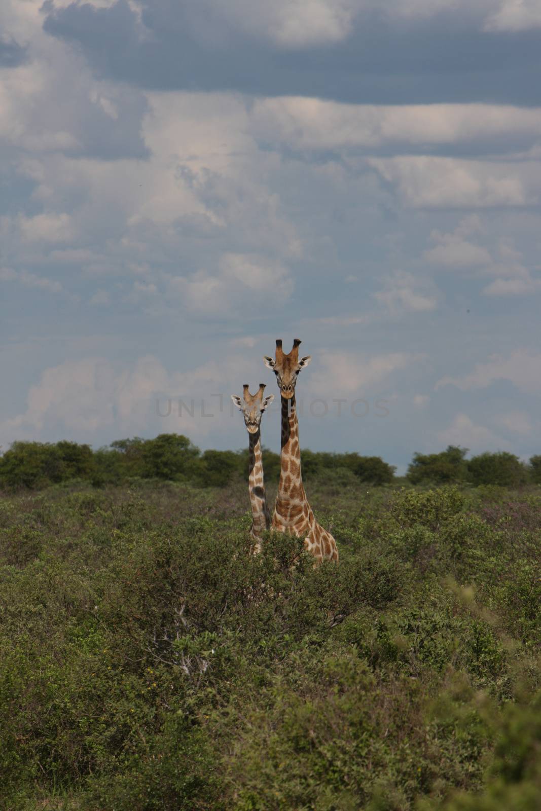 Wild Giraffe mammal africa savannah Kenya (Giraffa camelopardalis) by desant7474