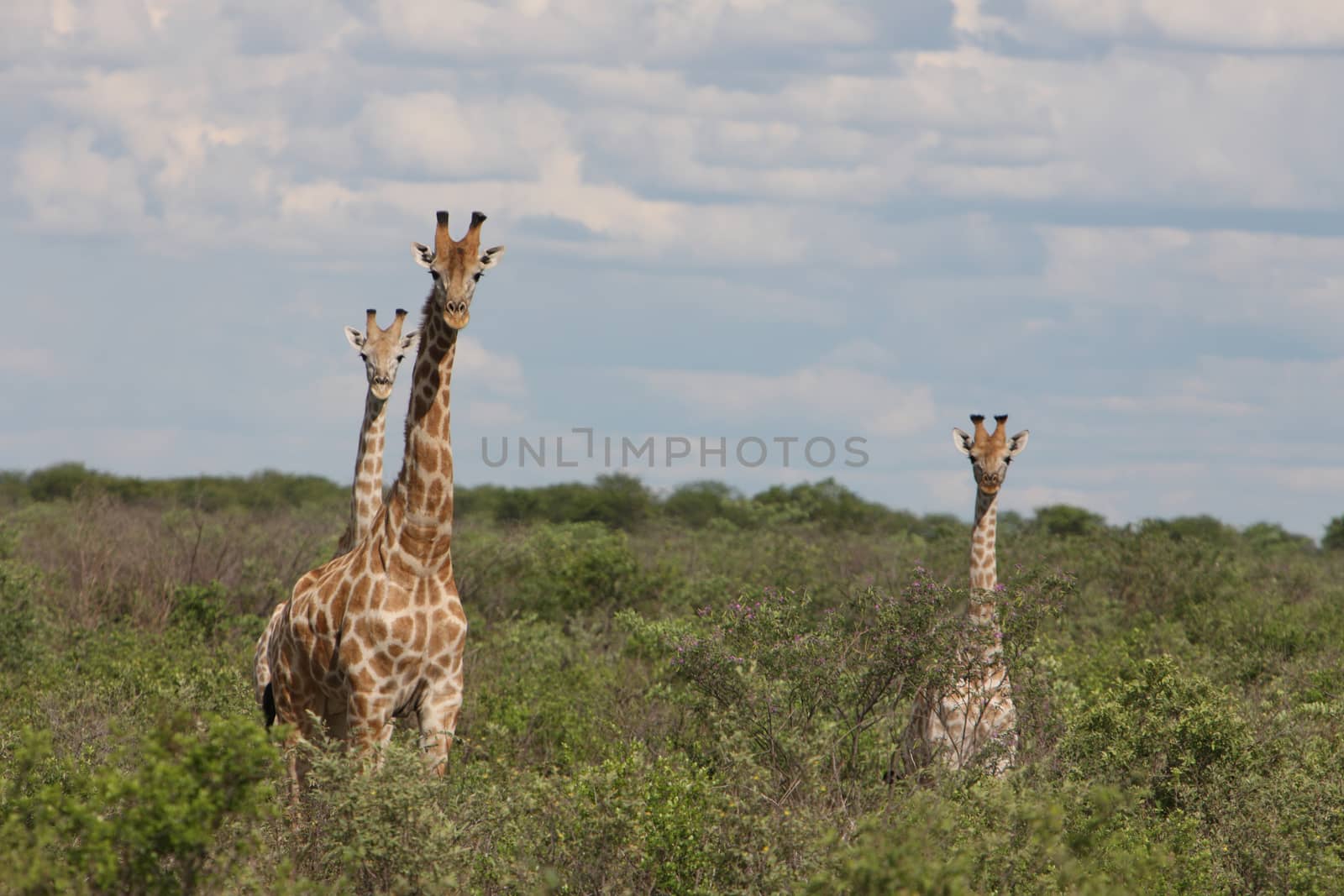 Wild Giraffe mammal africa savannah Kenya (Giraffa camelopardalis) by desant7474