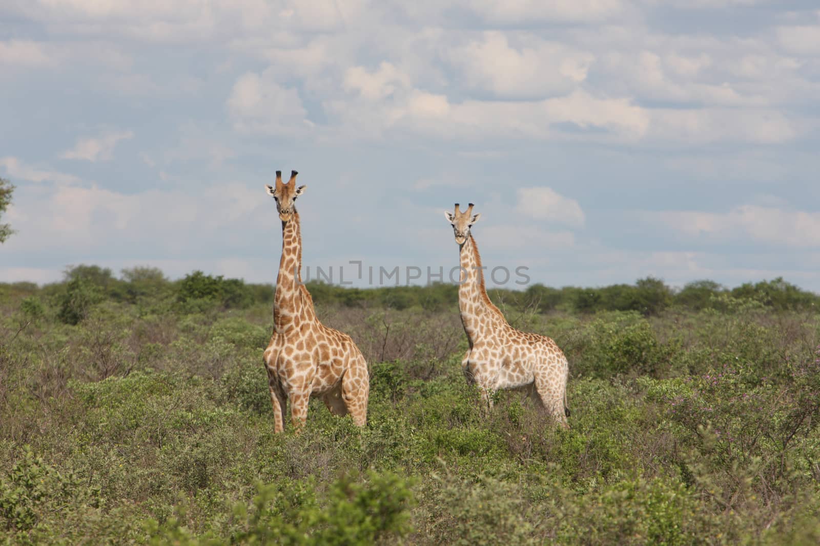 Wild Giraffe mammal africa savannah Kenya (Giraffa camelopardalis) by desant7474