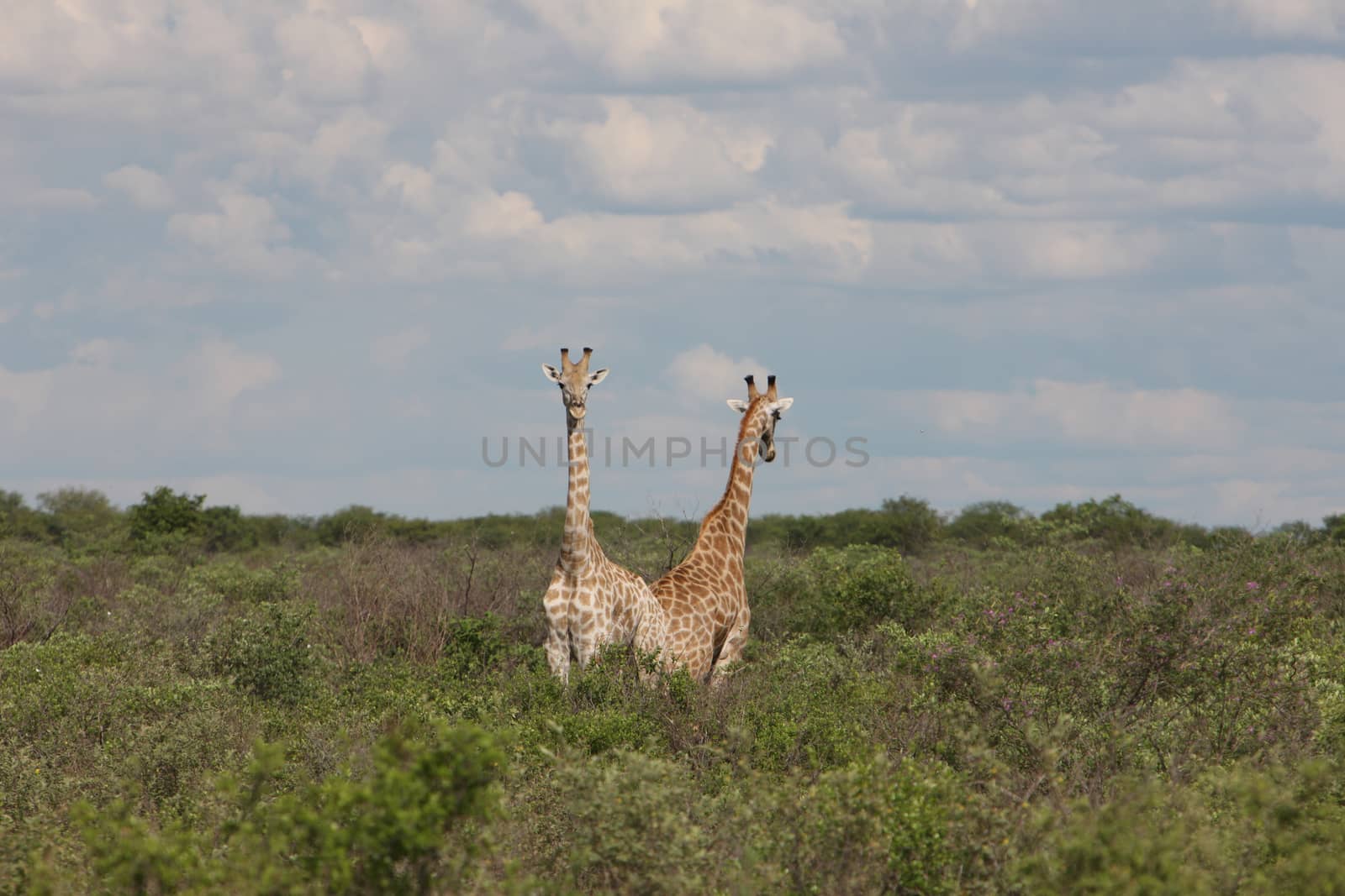 Wild Giraffe mammal africa savannah Kenya (Giraffa camelopardalis) by desant7474