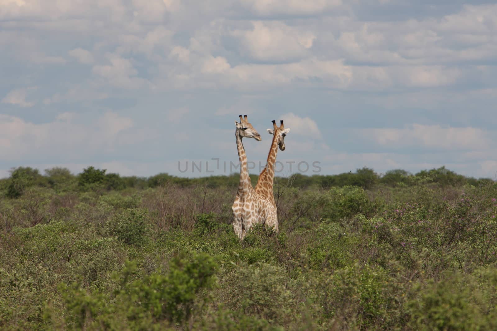 Wild Giraffe mammal africa savannah Kenya (Giraffa camelopardalis) by desant7474