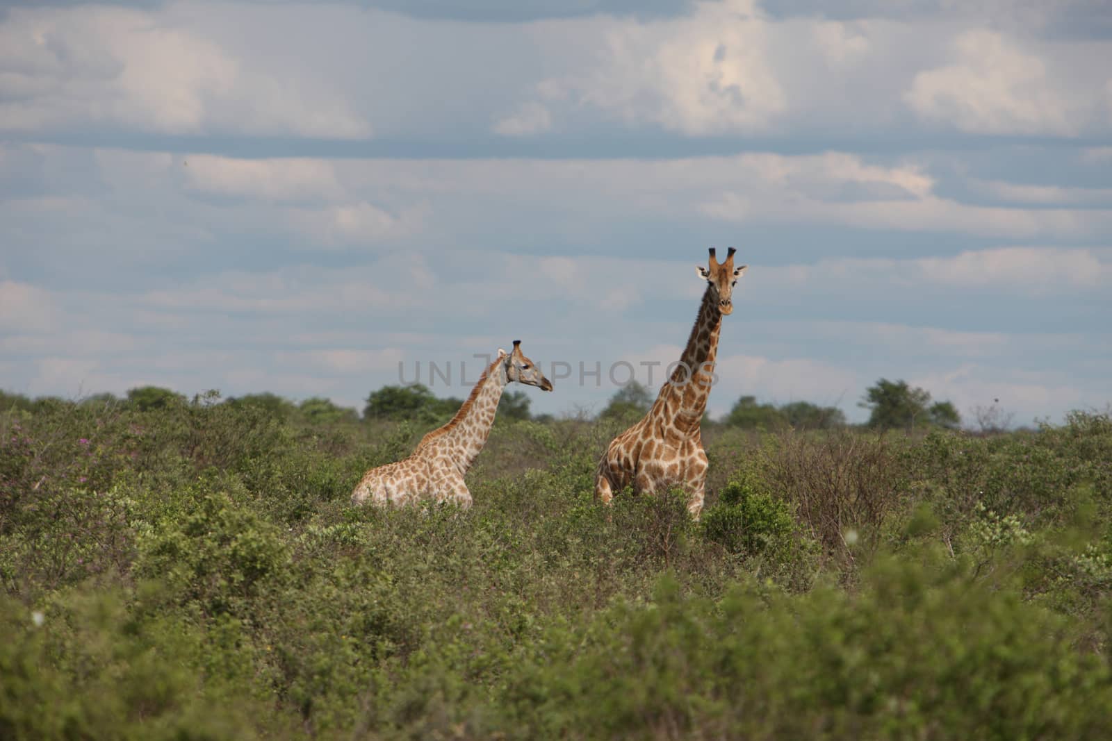 Wild Giraffe mammal africa savannah Kenya (Giraffa camelopardalis)