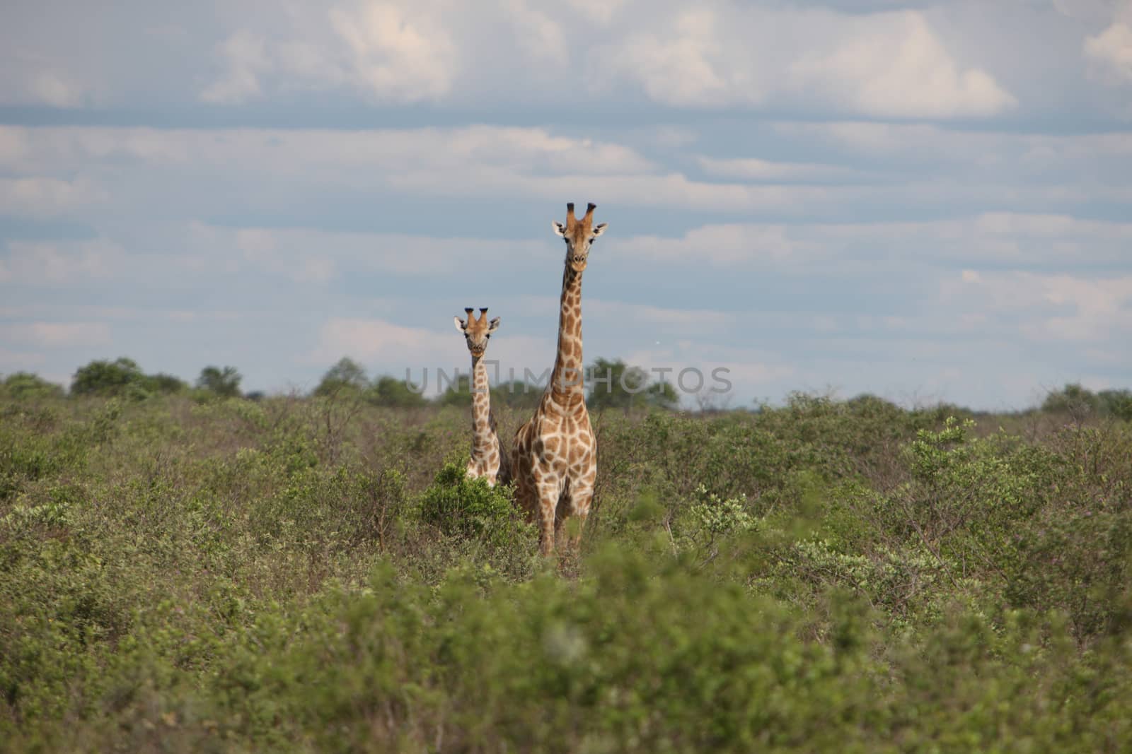 Wild Giraffe mammal africa savannah Kenya (Giraffa camelopardalis) by desant7474