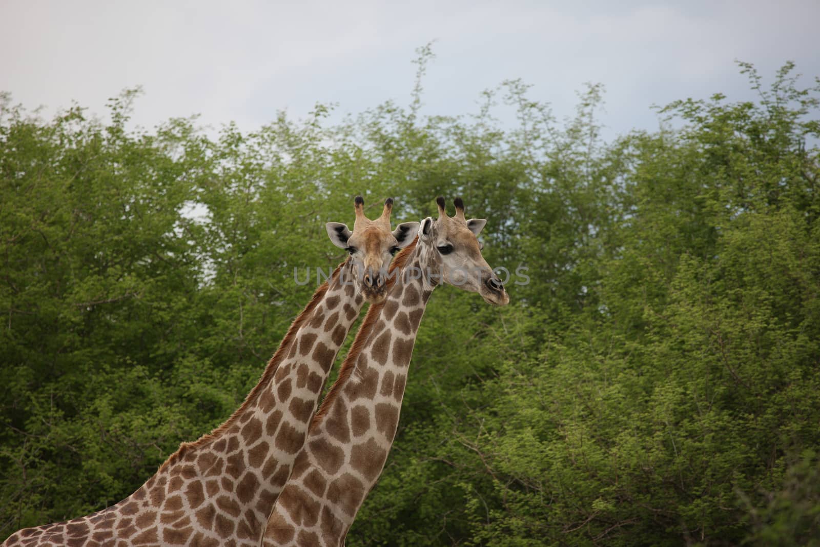 Wild Giraffe mammal africa savannah Kenya (Giraffa camelopardalis) by desant7474