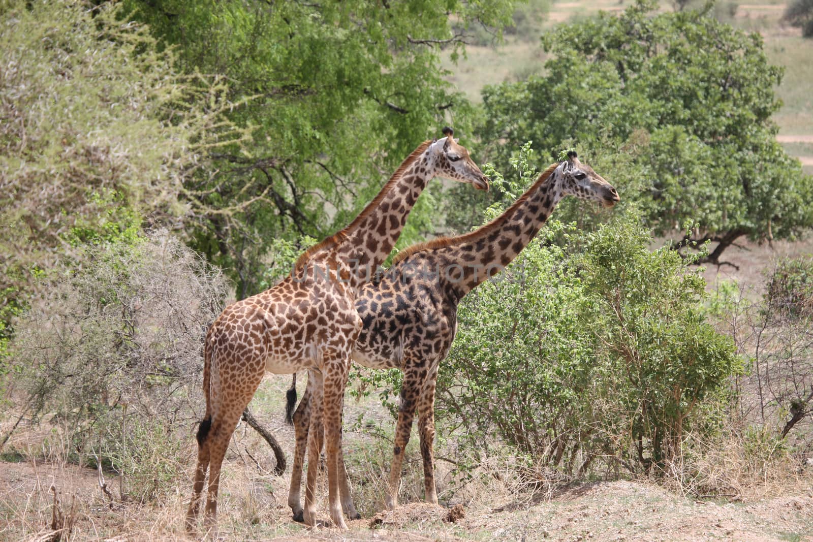 Wild Giraffe mammal africa savannah Kenya (Giraffa camelopardalis) by desant7474