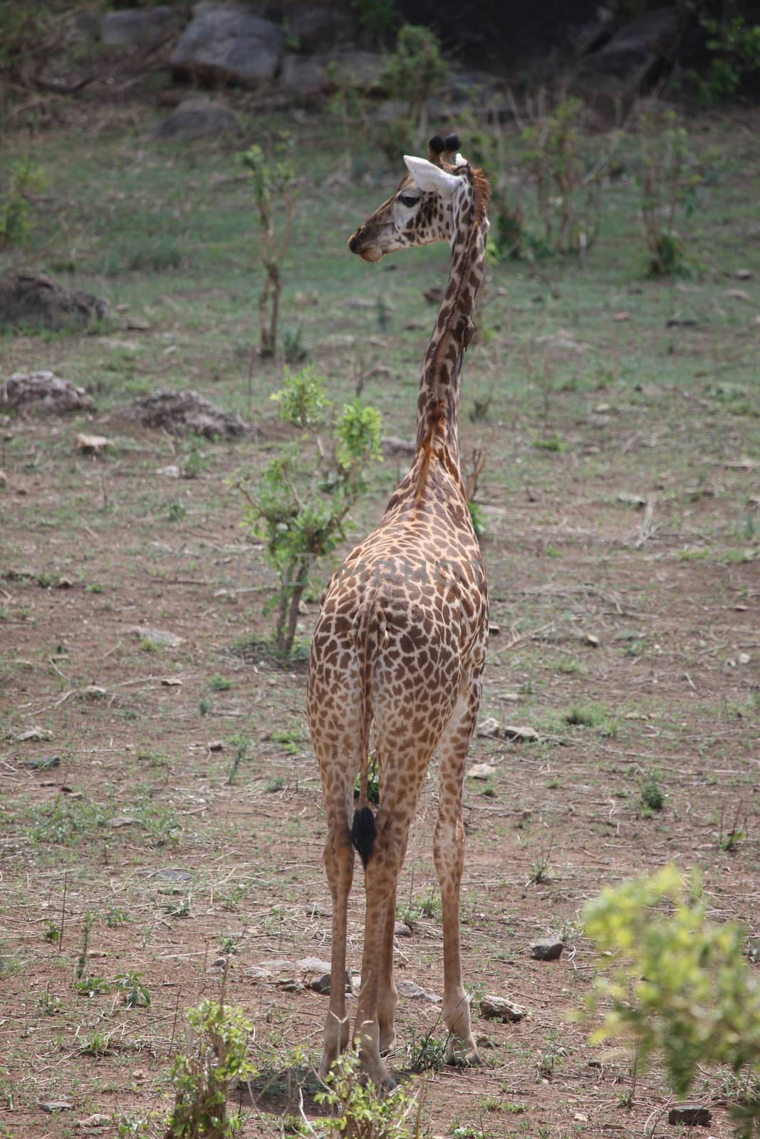 Wild Giraffe mammal africa savannah Kenya (Giraffa camelopardalis)