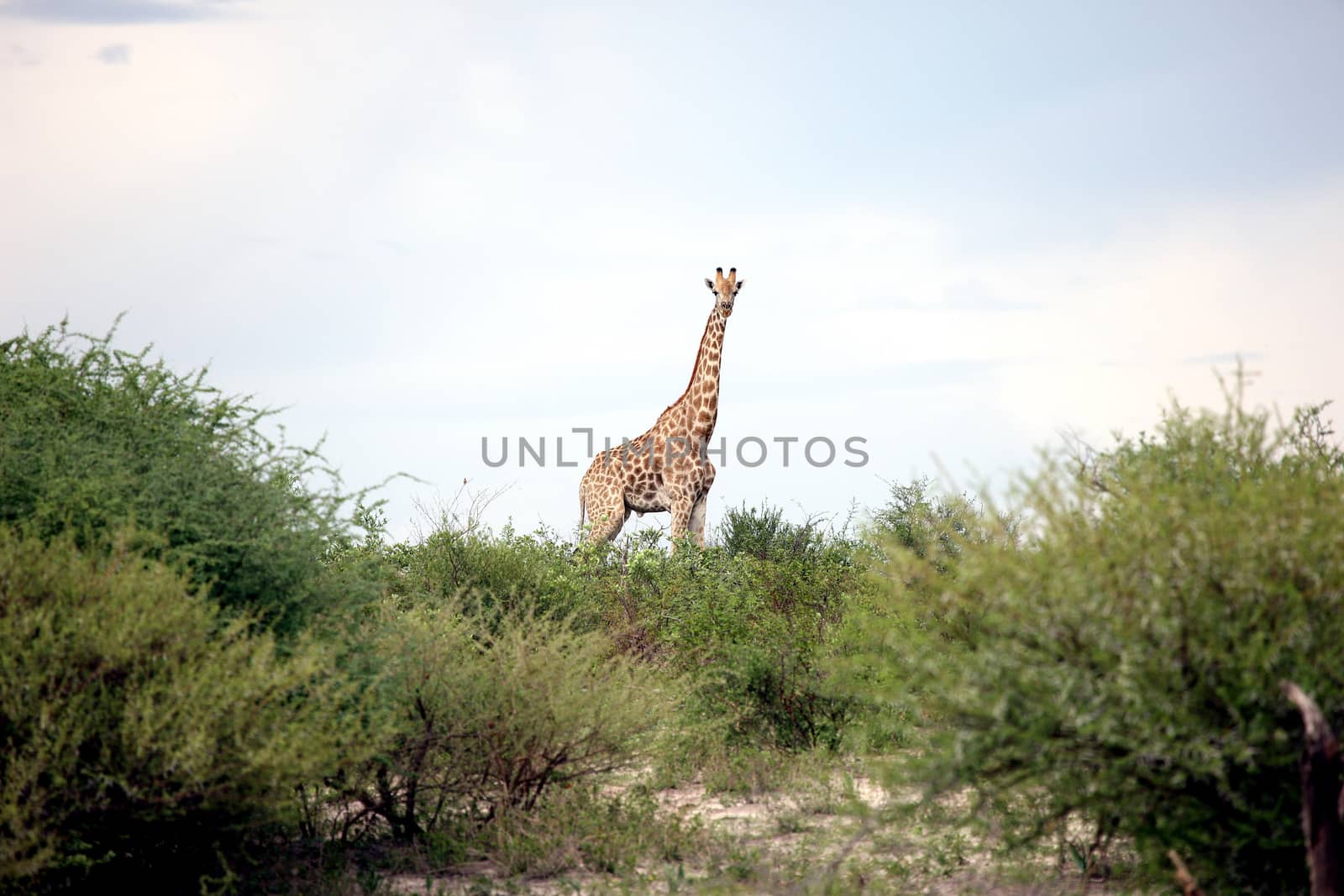 Wild Giraffe mammal africa savannah Kenya (Giraffa camelopardalis) by desant7474