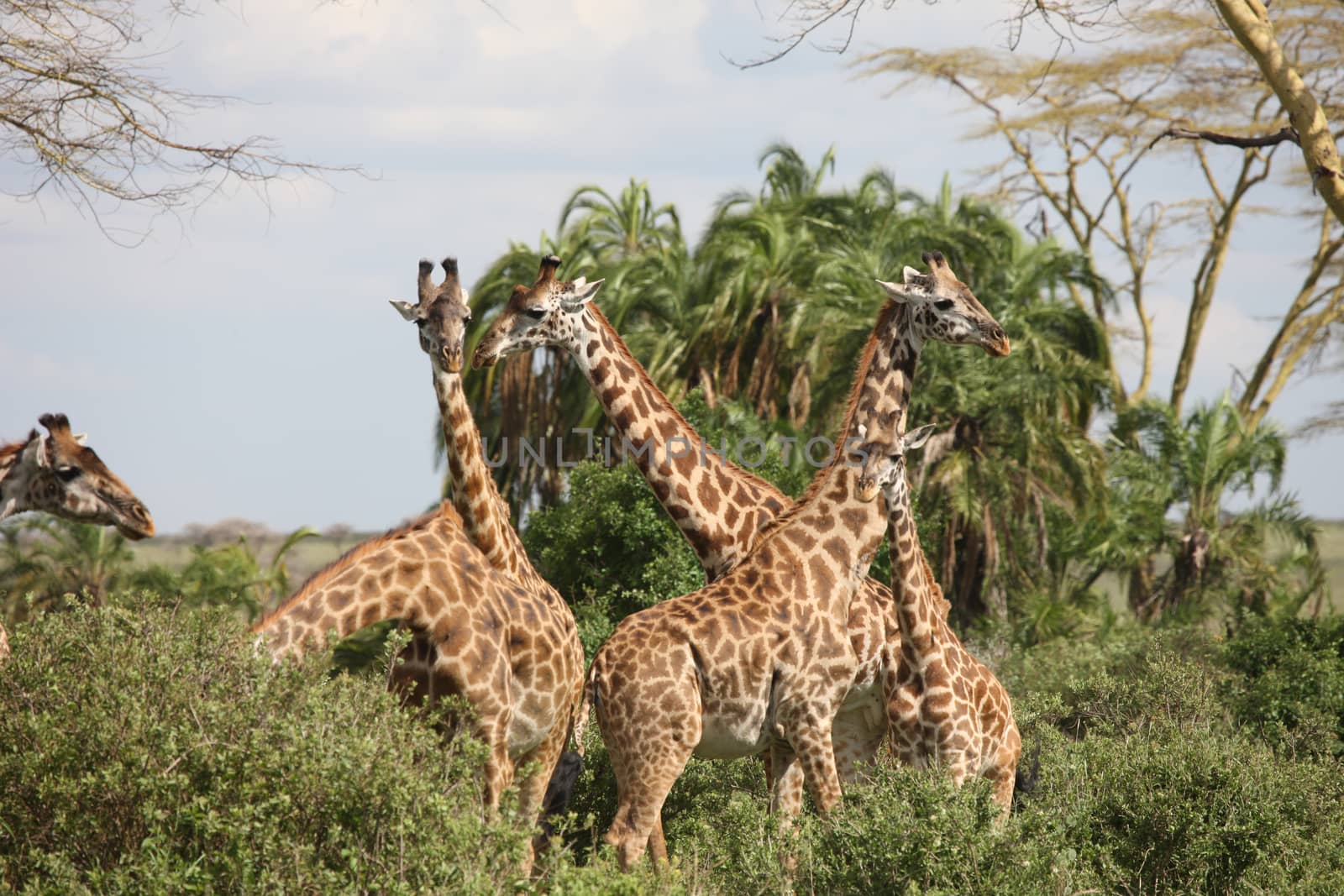 Wild Giraffe mammal africa savannah Kenya (Giraffa camelopardalis) by desant7474
