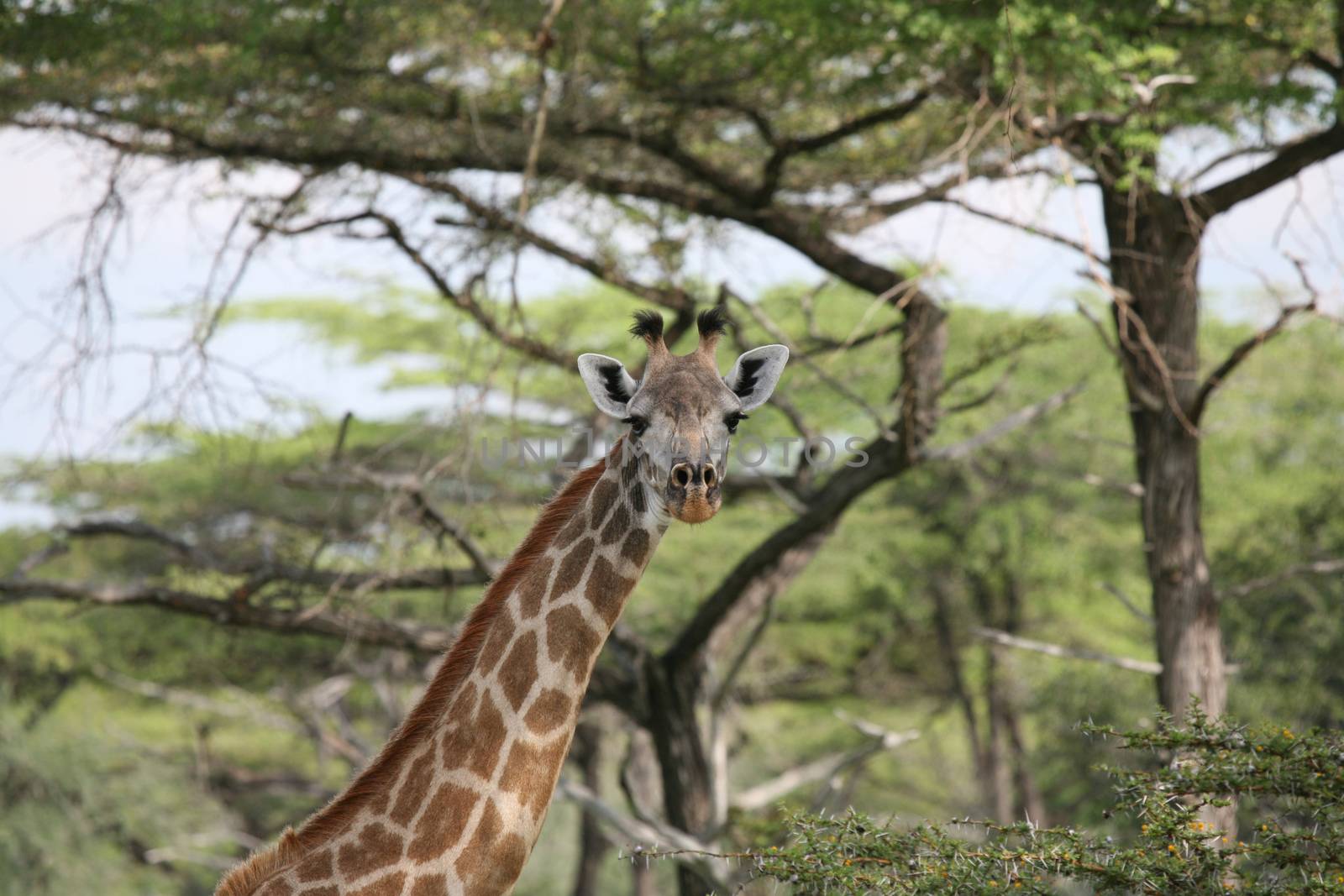 Wild Giraffe mammal africa savannah Kenya (Giraffa camelopardalis)