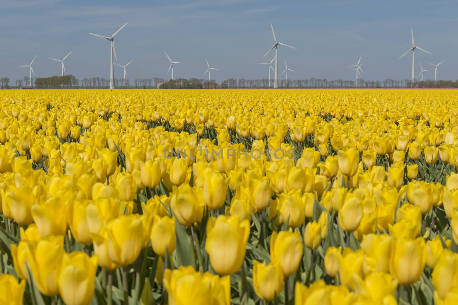 Yellow tulips field in the Dutch Noordoostpolder with modern windmills in the background
