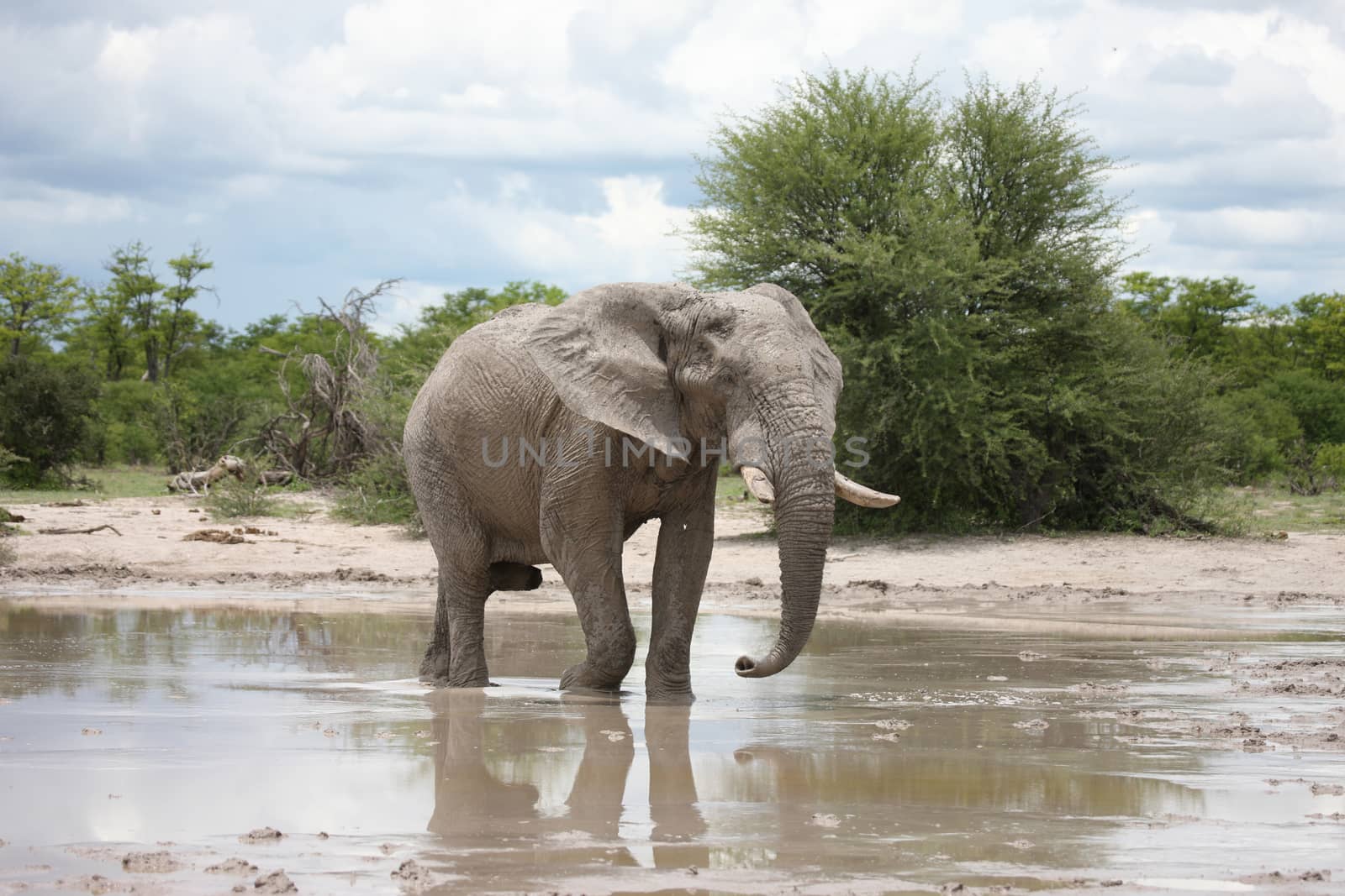 Wild Elephant (Elephantidae) in African Botswana savannah by desant7474
