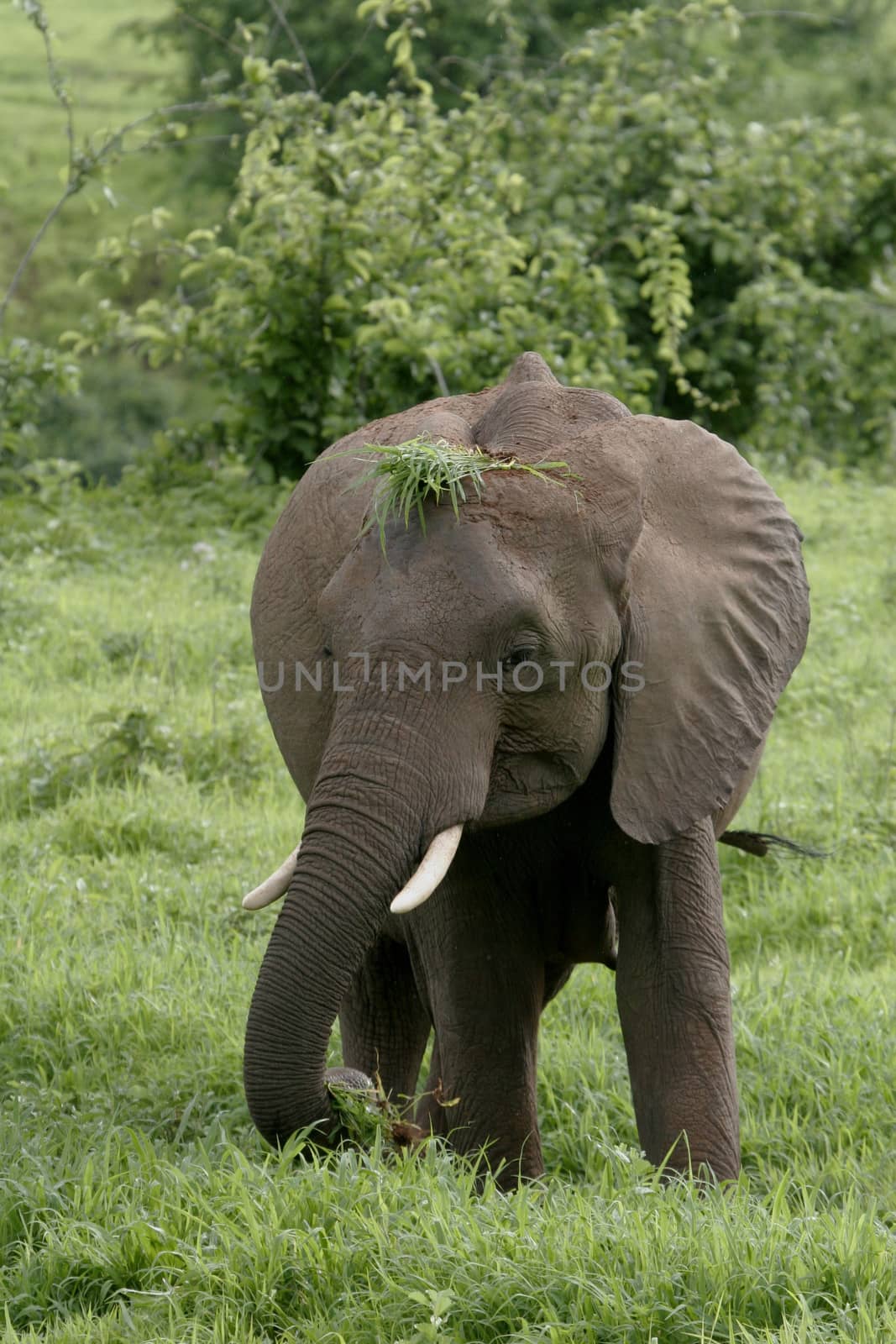 Wild Elephant (Elephantidae) in African Botswana savannah by desant7474