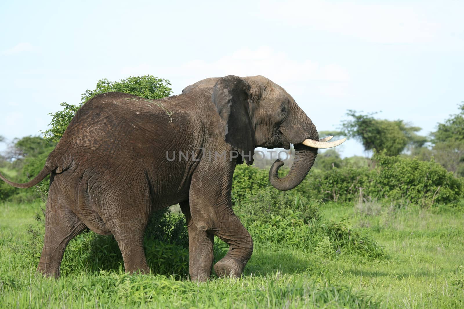 Wild Elephant (Elephantidae) in African Botswana savannah by desant7474