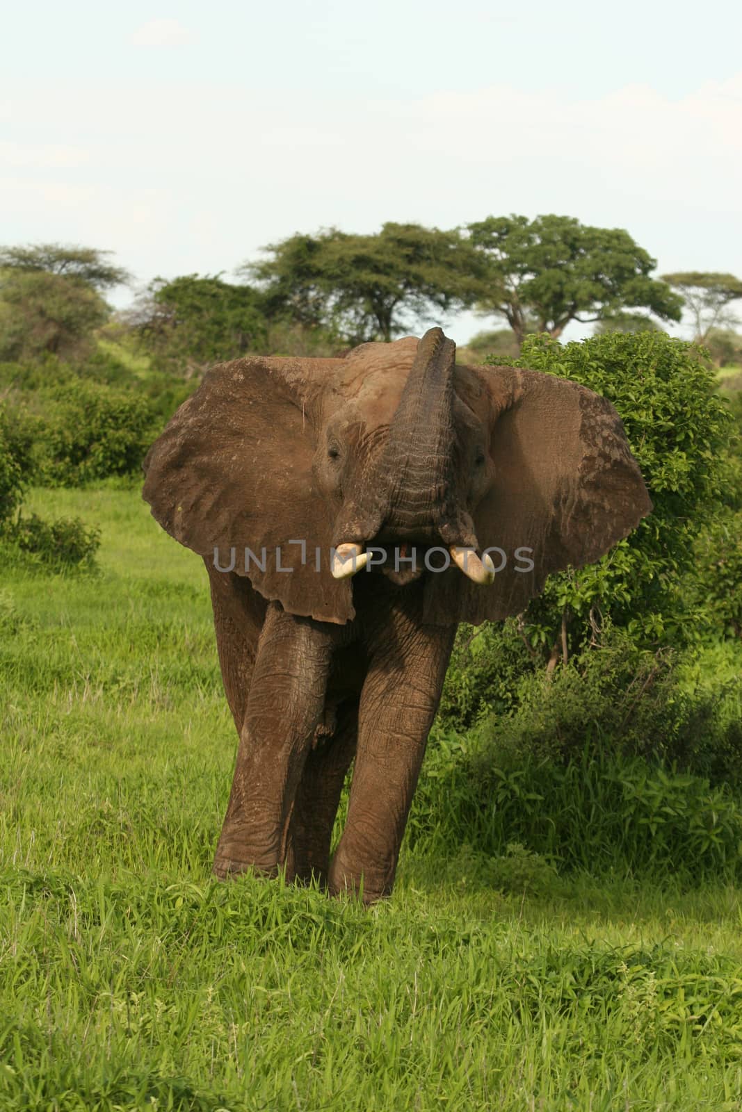 Wild Elephant (Elephantidae) in African Botswana savannah