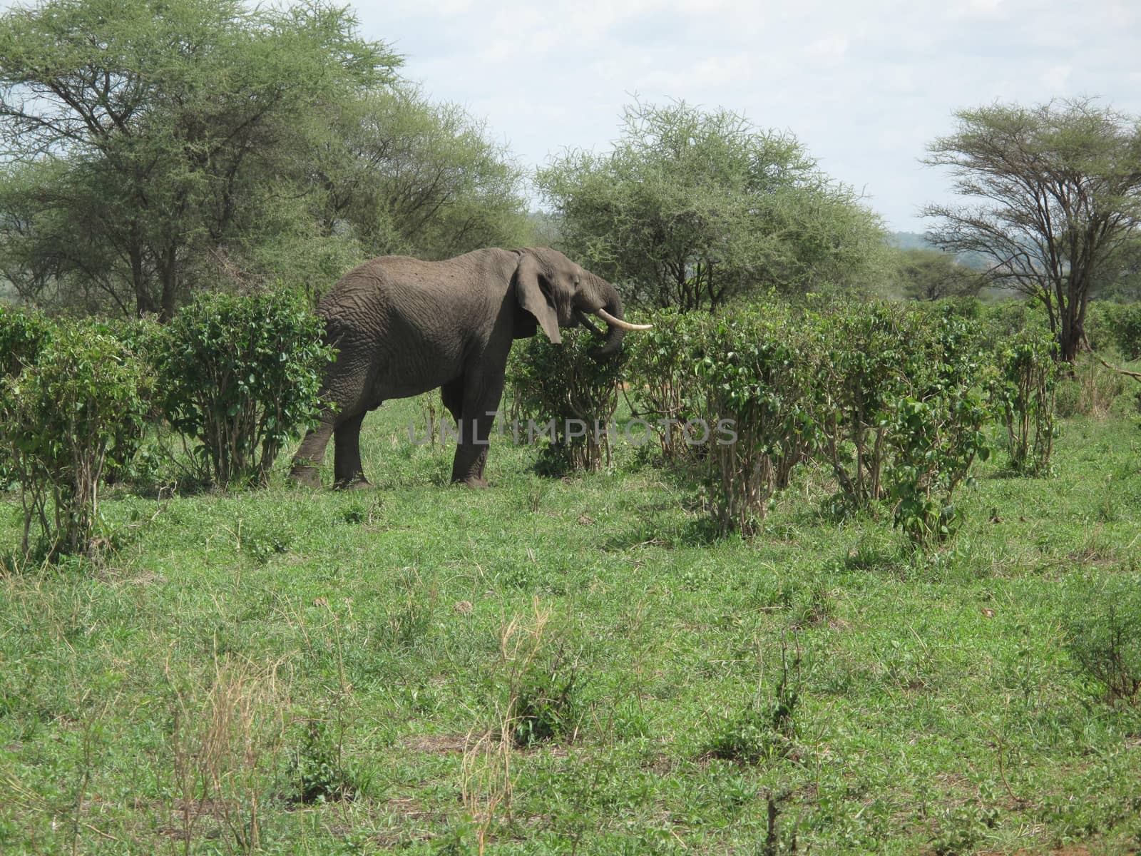 Wild Elephant (Elephantidae) in African Botswana savannah by desant7474