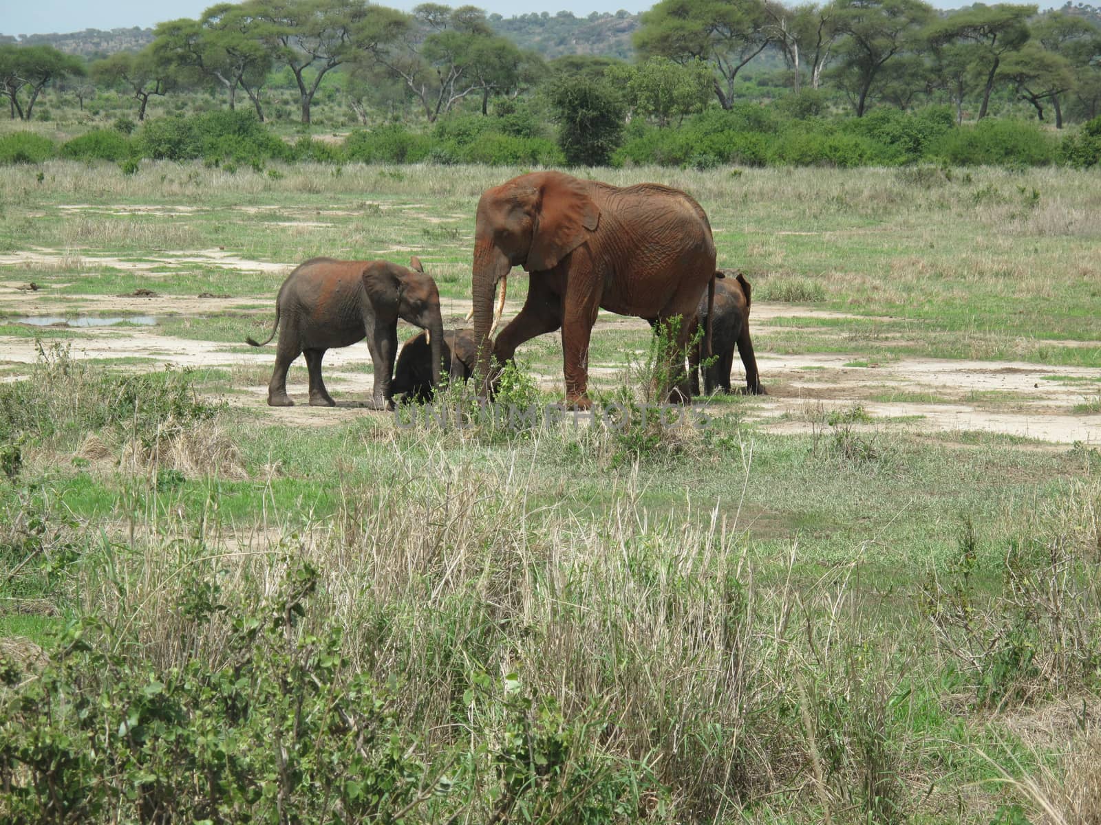 Wild Elephant (Elephantidae) in African Botswana savannah by desant7474