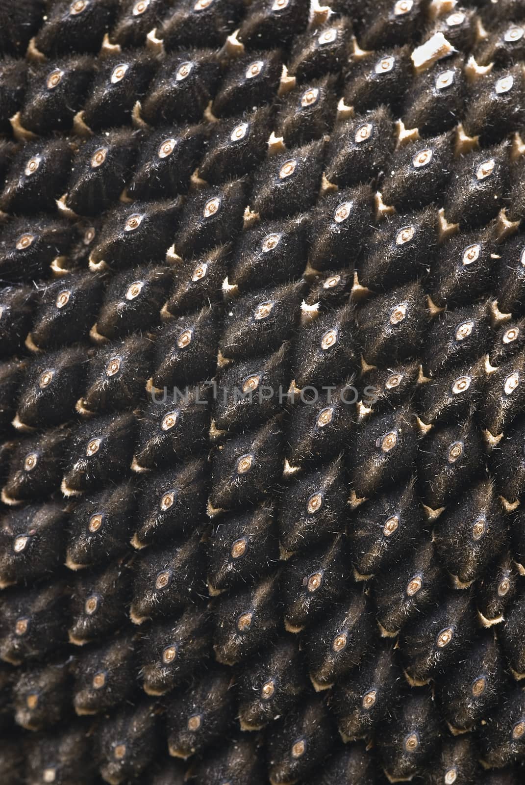 sunflower seeds attached to the plant before being collected