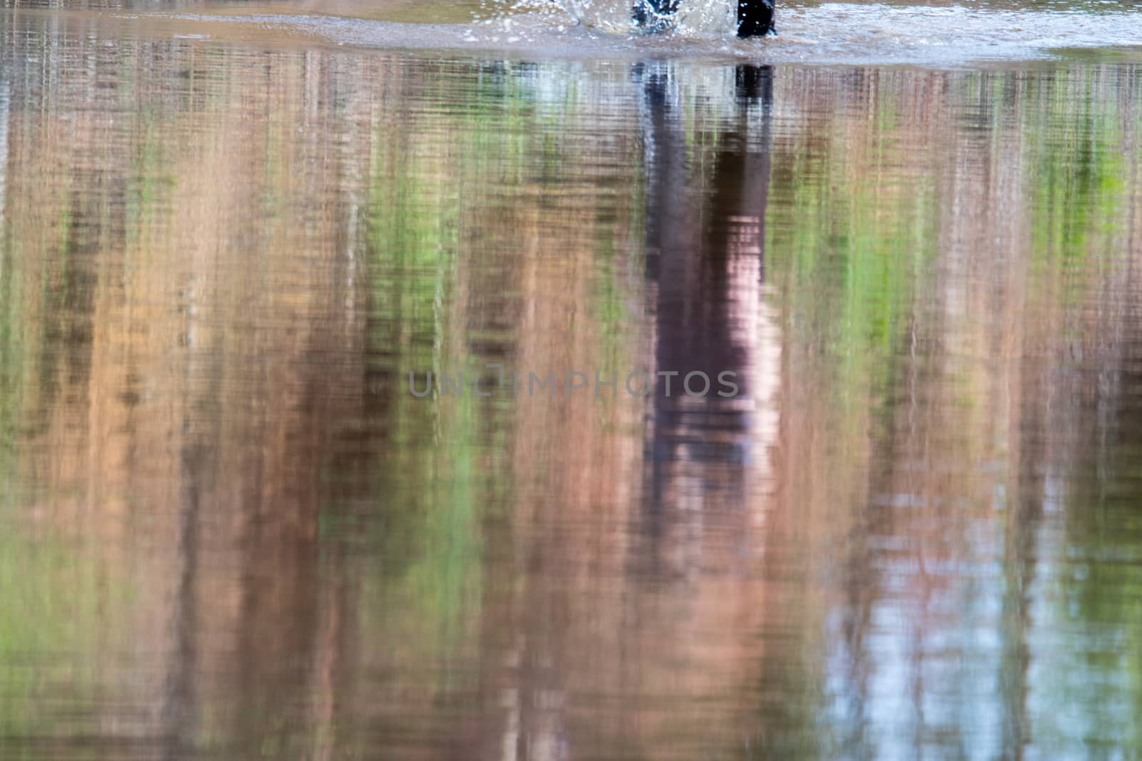 Reflection of an unknown lady as she wade through the water