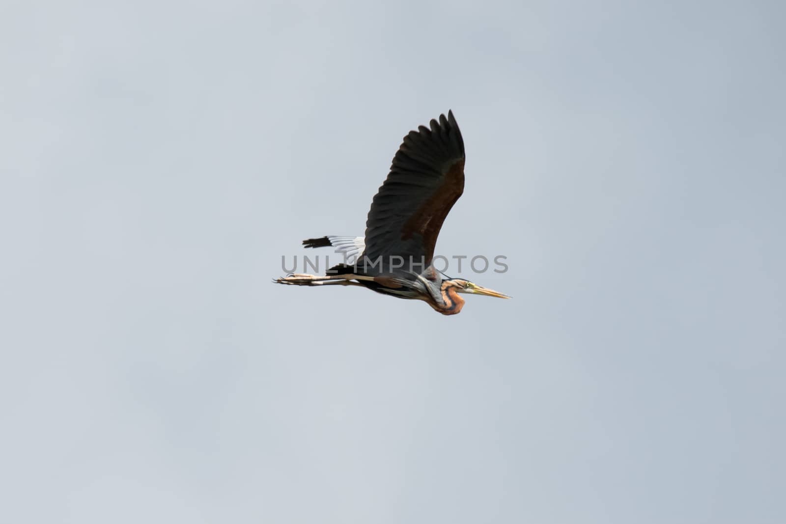 Purple Heron in flight against overcast sky as background