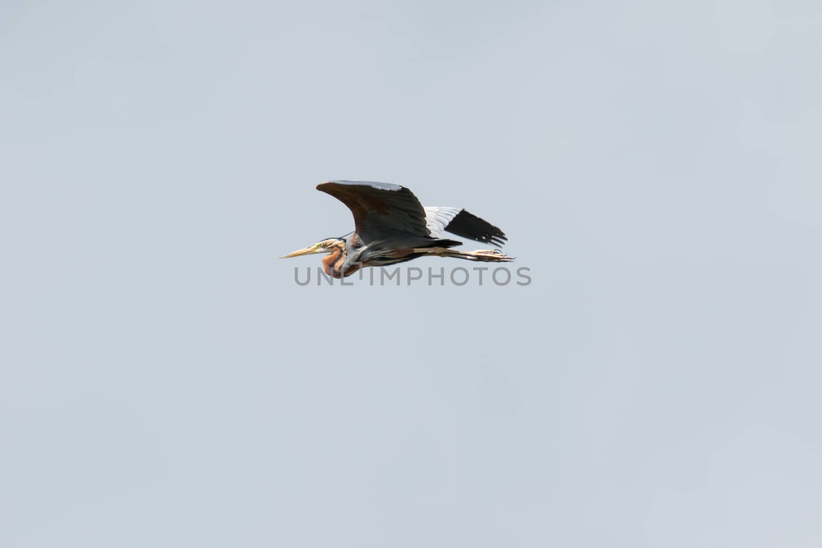 Purple Heron in flight against overcast sky as background