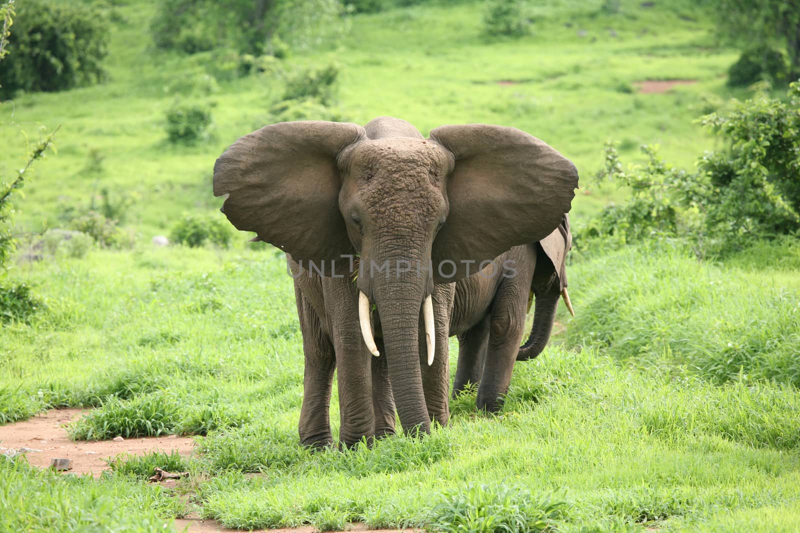 Wild Elephant (Elephantidae) in African Botswana savannah by desant7474