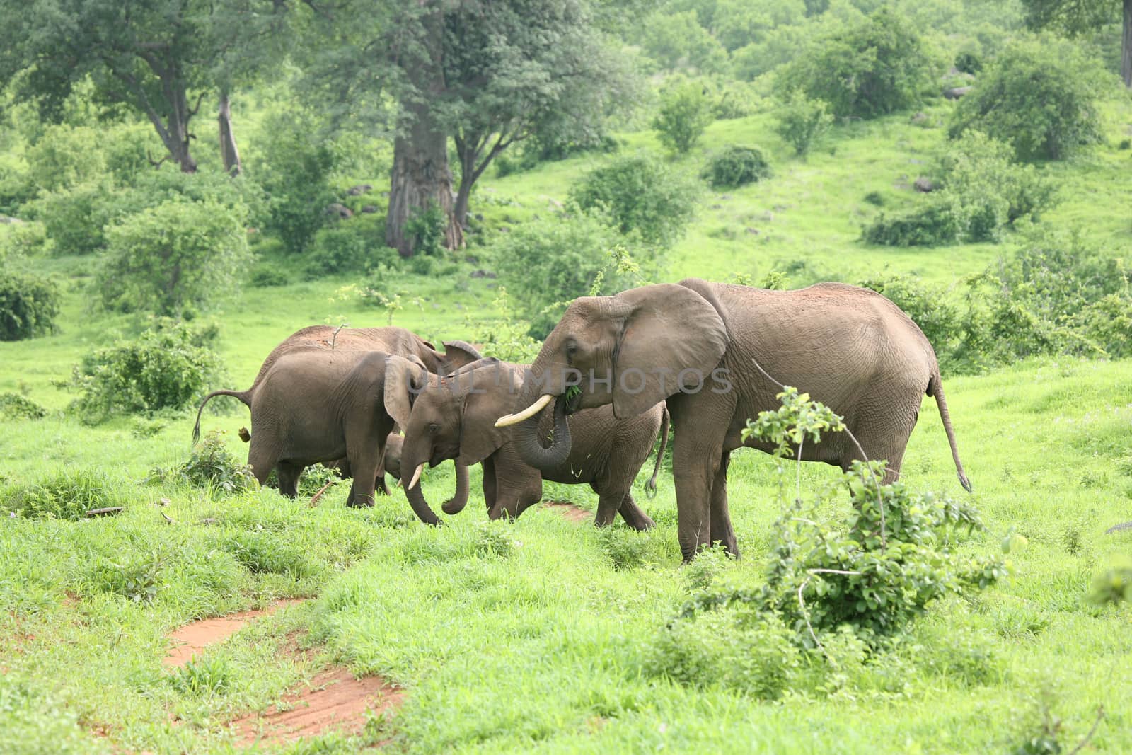 animals, wild, elephant, wildlife, nature, mammals, safari, africa, african, park, large, national, walking, reserve, backgrounds, travel, savannah, kenya, grass, tusk, outdoors, herbivorous, landscapes, power, beauty, pachyderm, head, symbol, danger, majestic, tanzania, wilderness; by desant7474