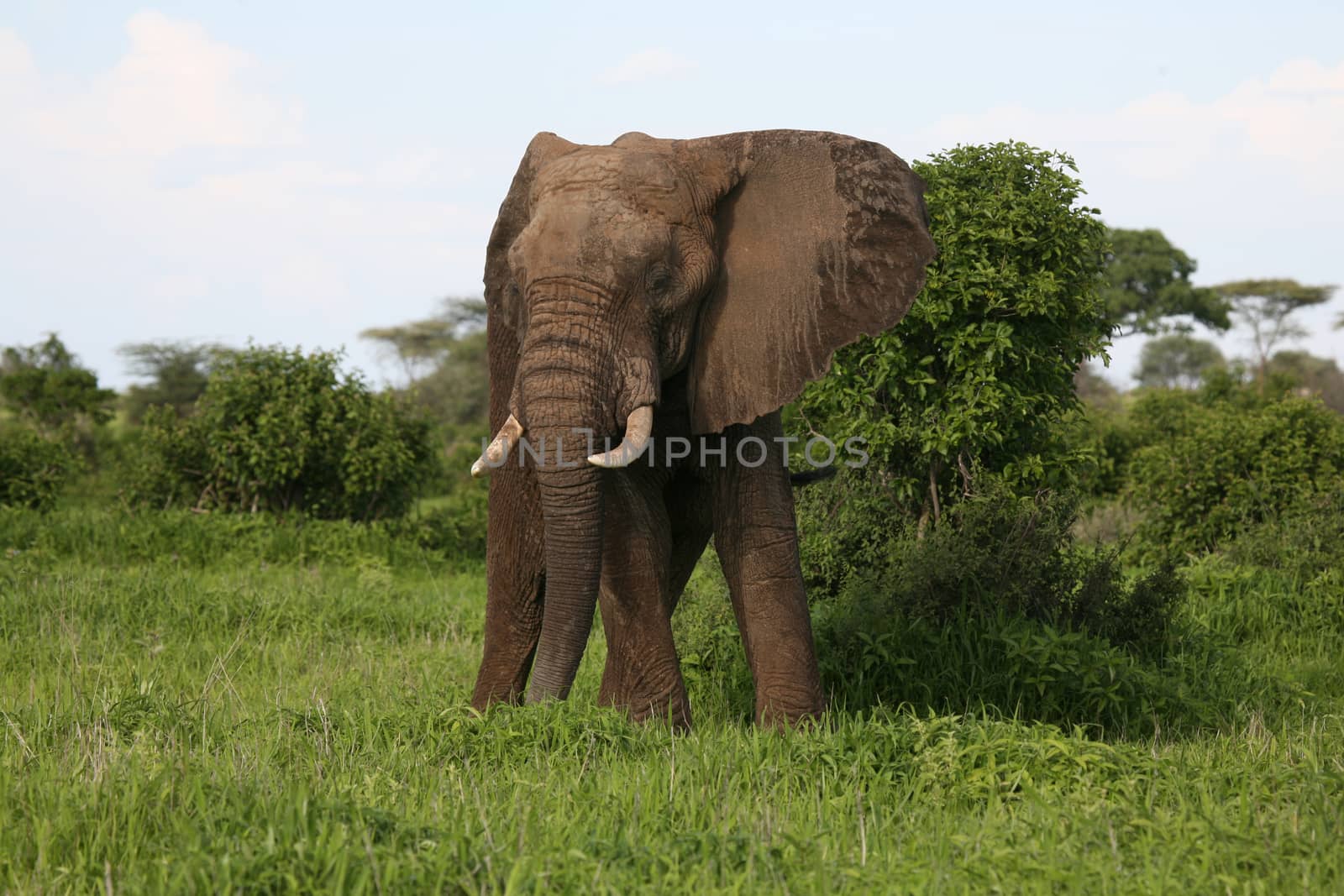 animals, wild, elephant, wildlife, nature, mammals, safari, africa, african, park, large, national, walking, reserve, backgrounds, travel, savannah, kenya, grass, tusk, outdoors, herbivorous, landscapes, power, beauty, pachyderm, head, symbol, danger, majestic, tanzania, wilderness; by desant7474