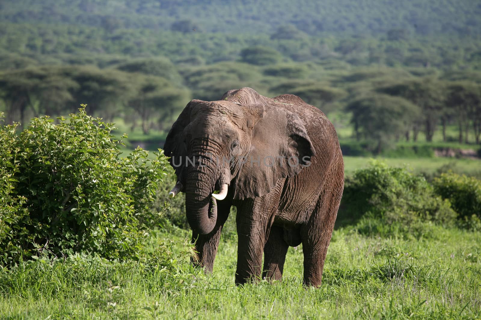 animals, wild, elephant, wildlife, nature, mammals, safari, africa, african, park, large, national, walking, reserve, backgrounds, travel, savannah, kenya, grass, tusk, outdoors, herbivorous, landscapes, power, beauty, pachyderm, head, symbol, danger, majestic, tanzania, wilderness; by desant7474