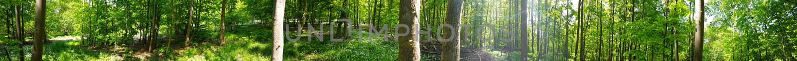 Panorama Of Forest In Lower Saxony by gstalker