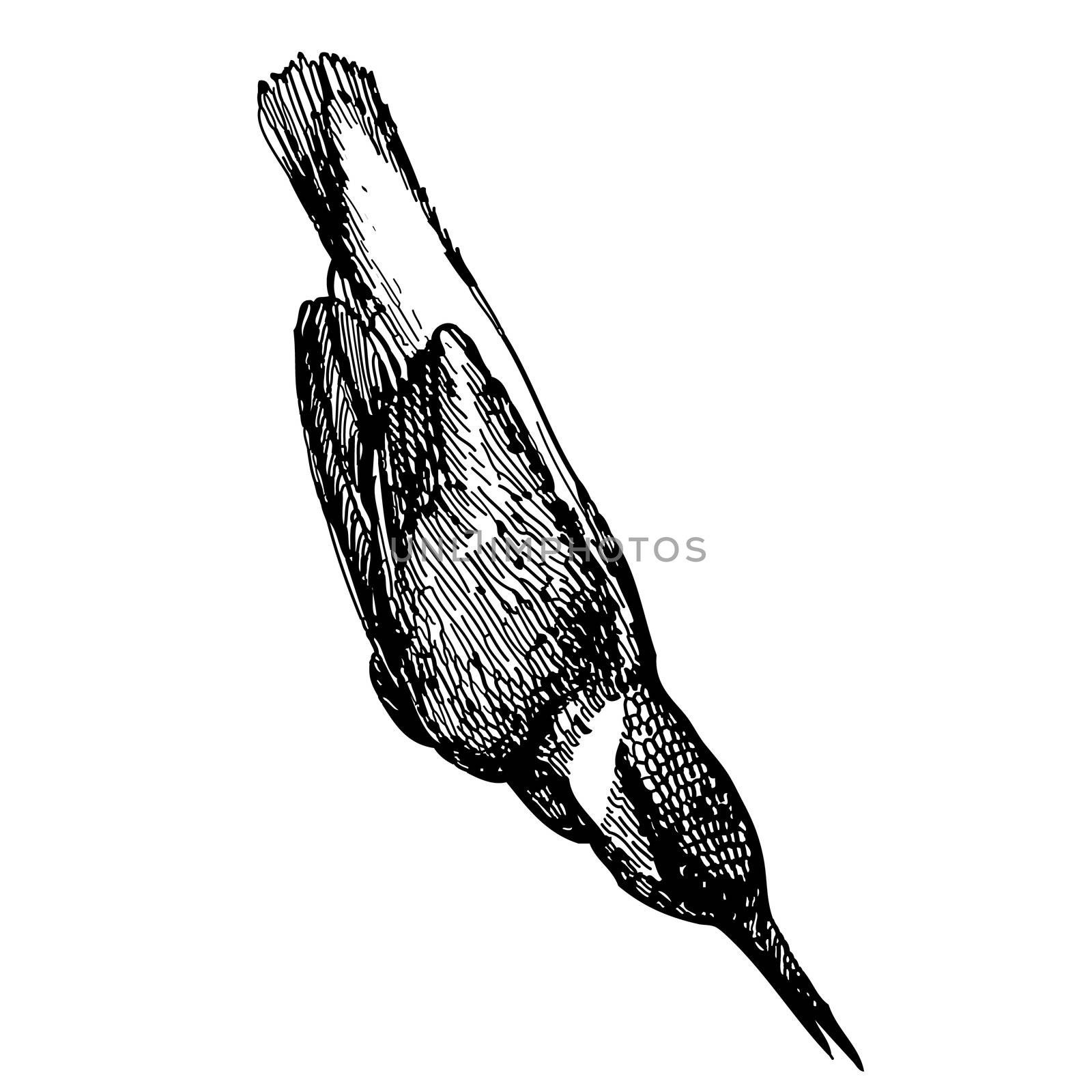 freehand sketch illustration of King fisher bird doodle hand drawn