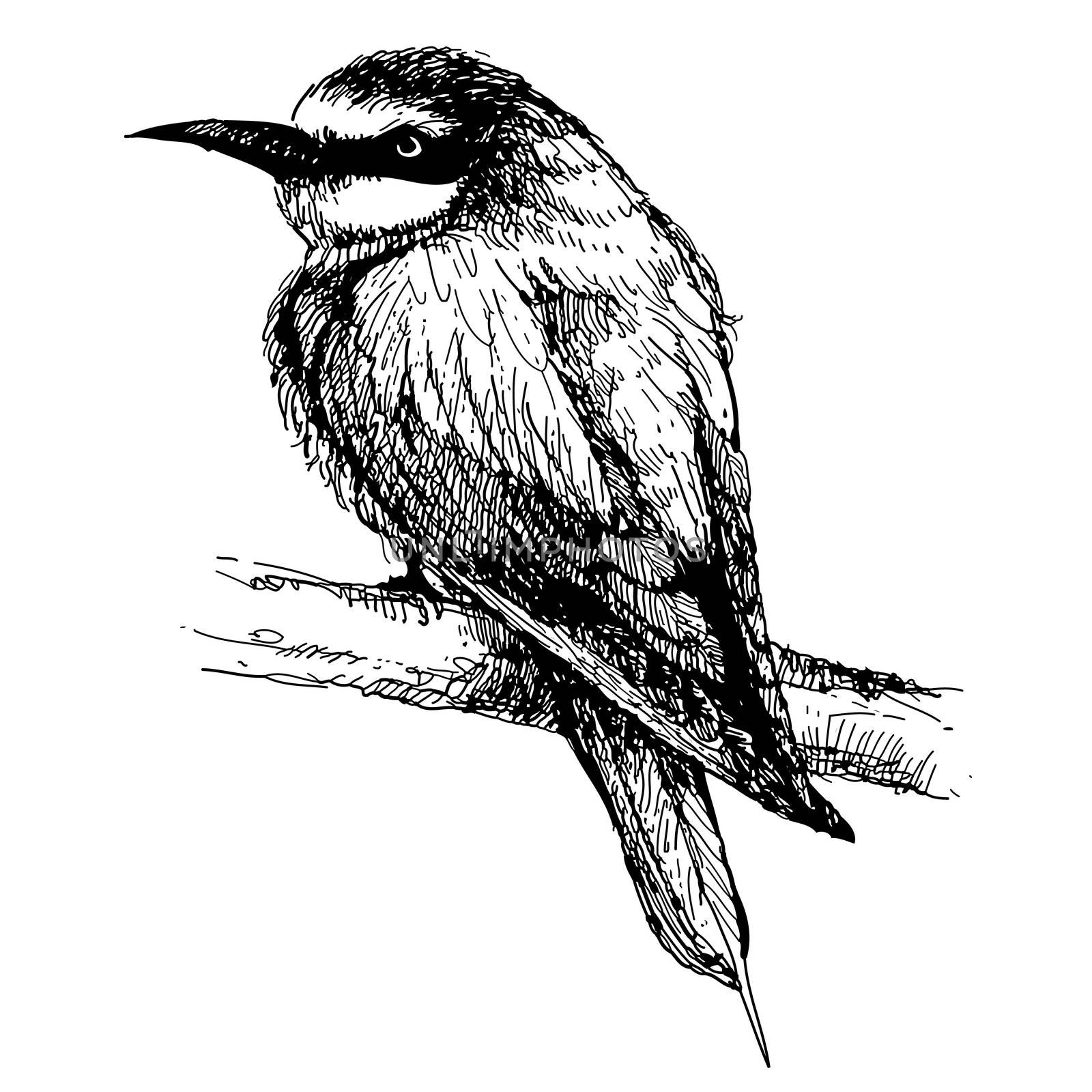 freehand sketch illustration of Bee-eater bird doodle hand drawn