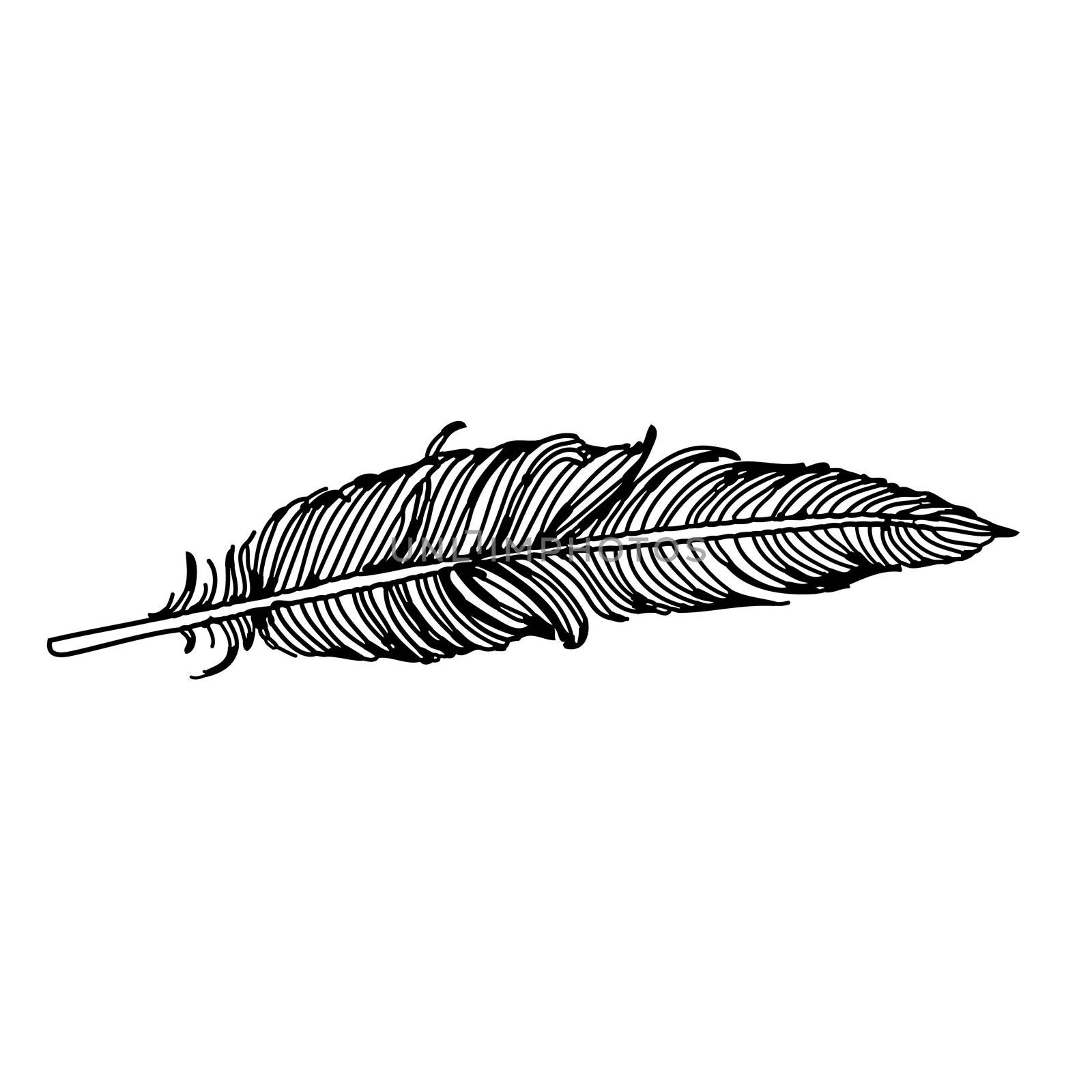 freehand sketch illustration of feather of bird doodle hand drawn