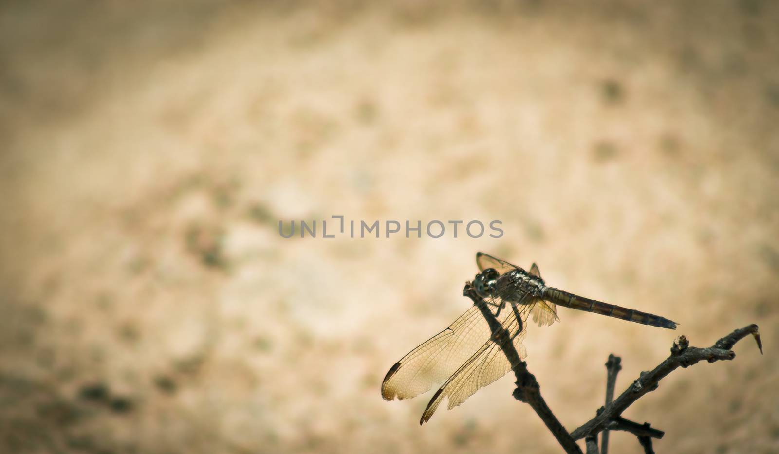 side high angle view of dragonfly resting on dry bush branch