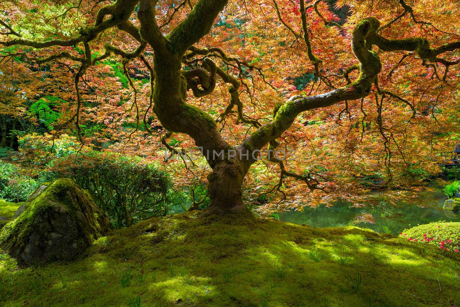 Red Japanese Maple Tree bathed in sunlight at Portland Japanese Garden in Springtime