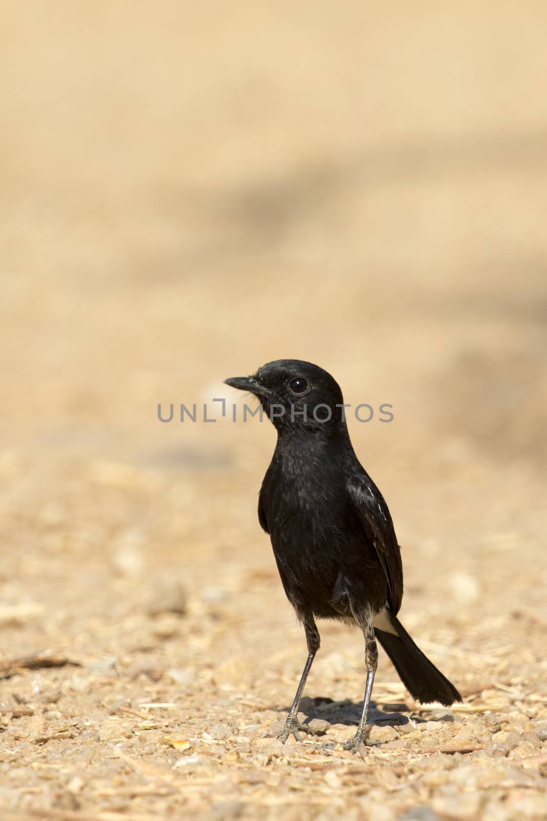 Image of bird black on nature background. Pied Bushchat ( Saxicola caprata )