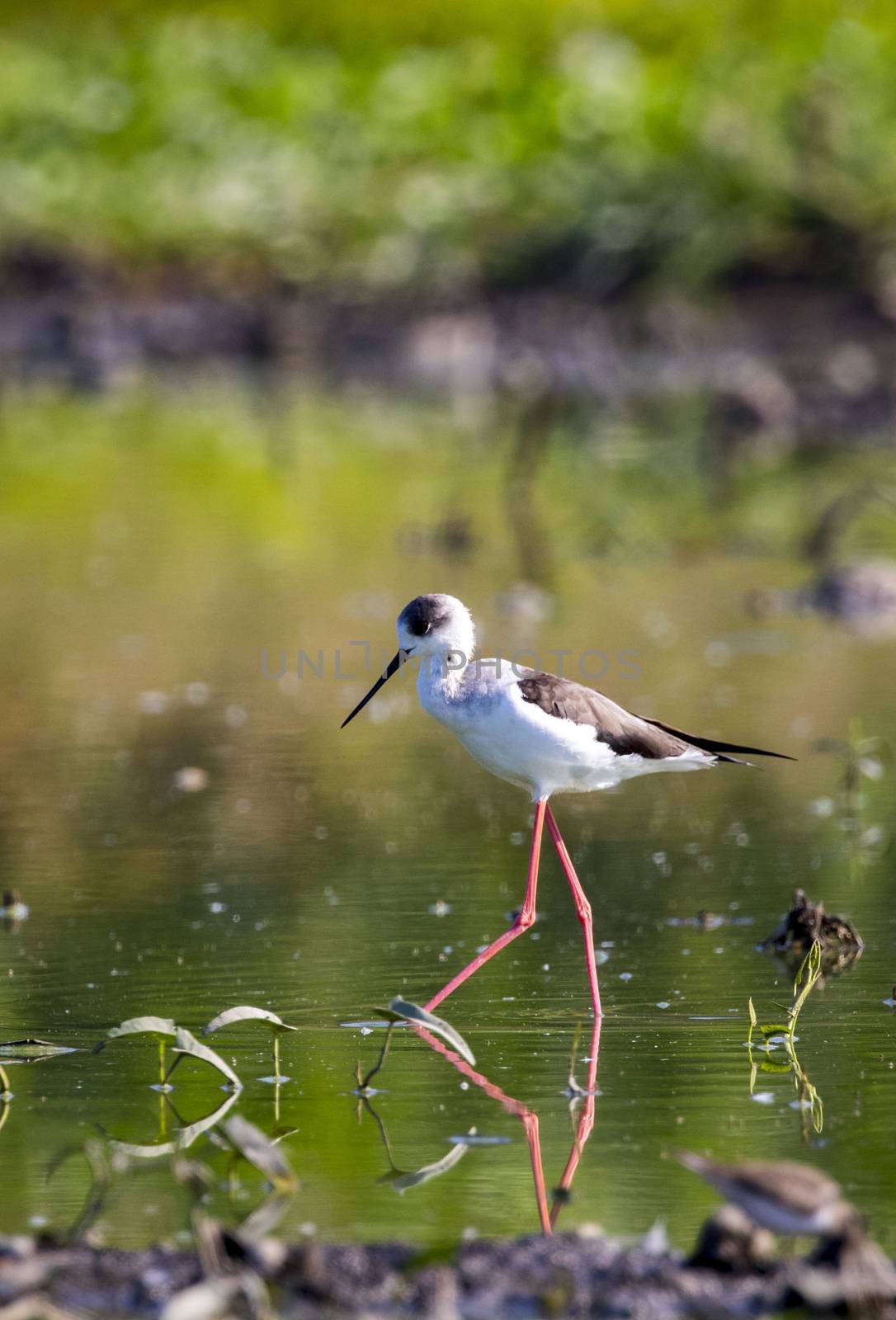 Image of bird black-winged stilt are looking for food (Himantopus himantopus) Wild Animals.