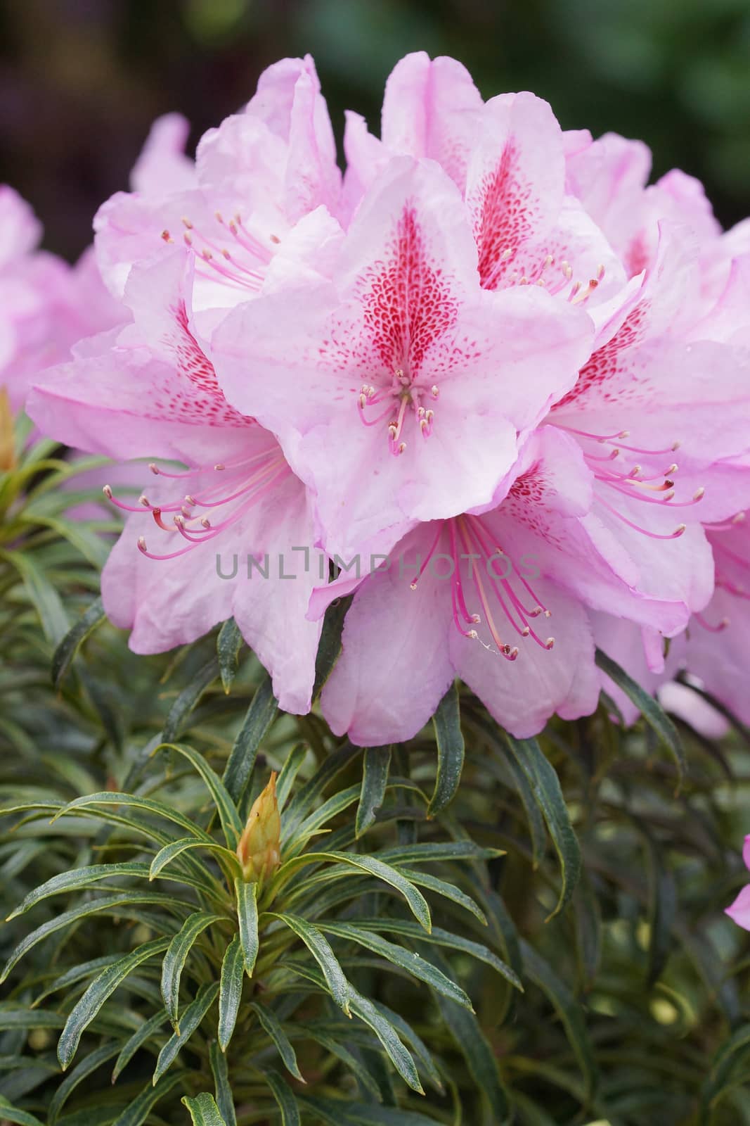 Rhododendron, herald of spring, flower of the gardens by alfotokunst