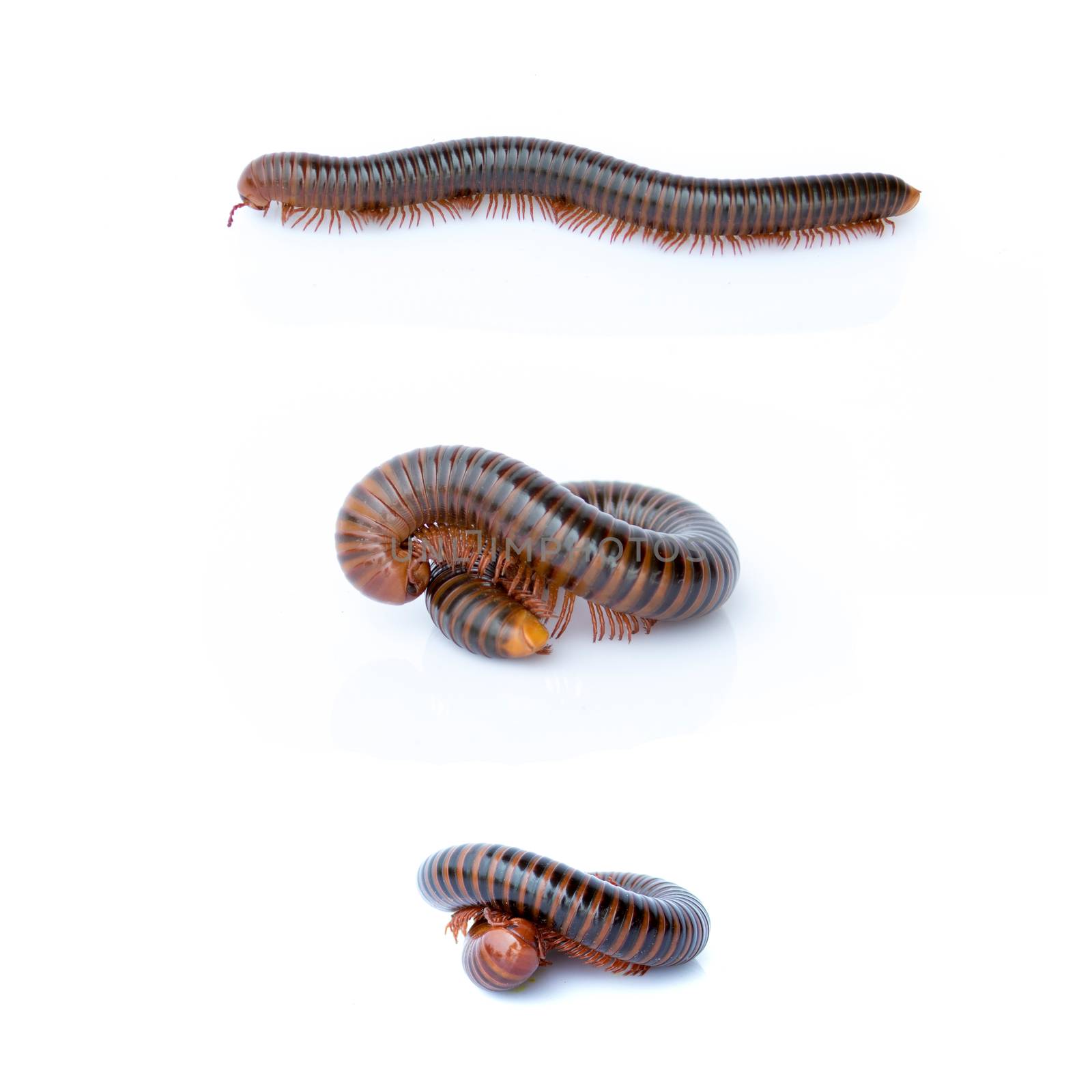 Image of a millipede on white background. Reptile Animal.