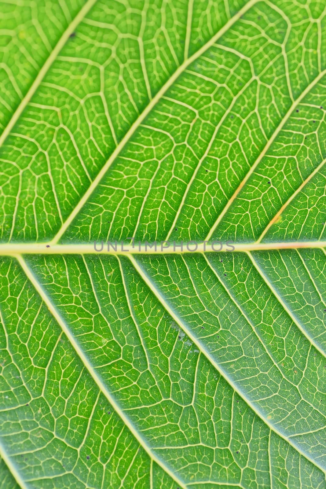 Macro details of green summer Peepal leaf veins in vertical frame







Macro details of green summer Peepal leaf veins in vertical frame