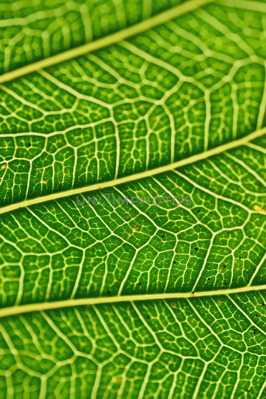 Macro details of green summer Peepal leaf veins in vertical frame