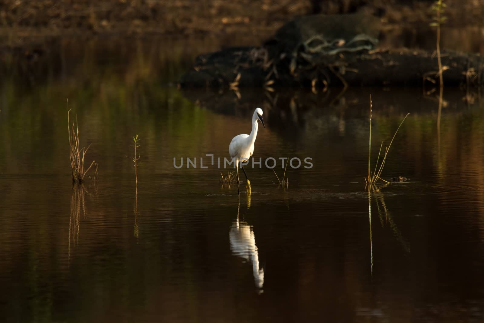 Little Egret with its reflection near dusk