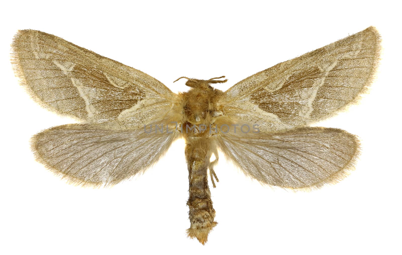 Orange swift on white Background  -  Triodia sylvina  (Linnaeus, 1761)