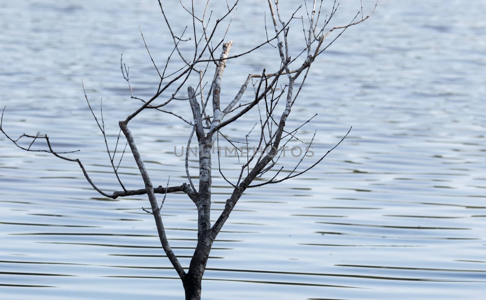 a dead tree branch over the lake surface