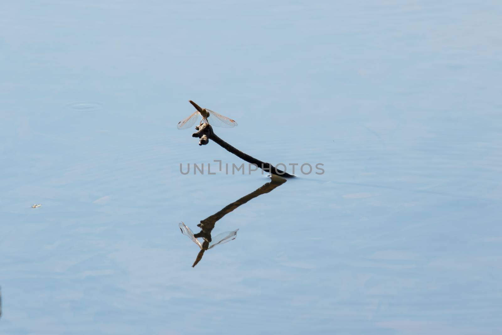 Dragonfly perching on a dry stick on the lake surface