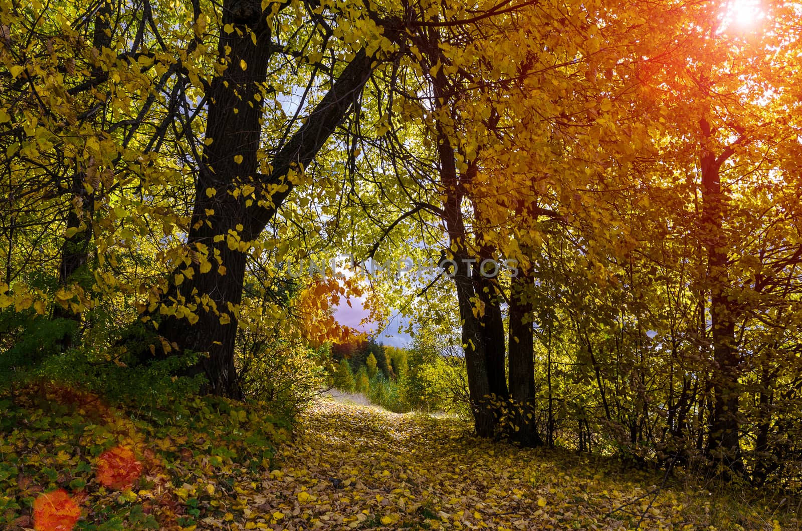 Golden autumn in the month of October in a beautiful forest