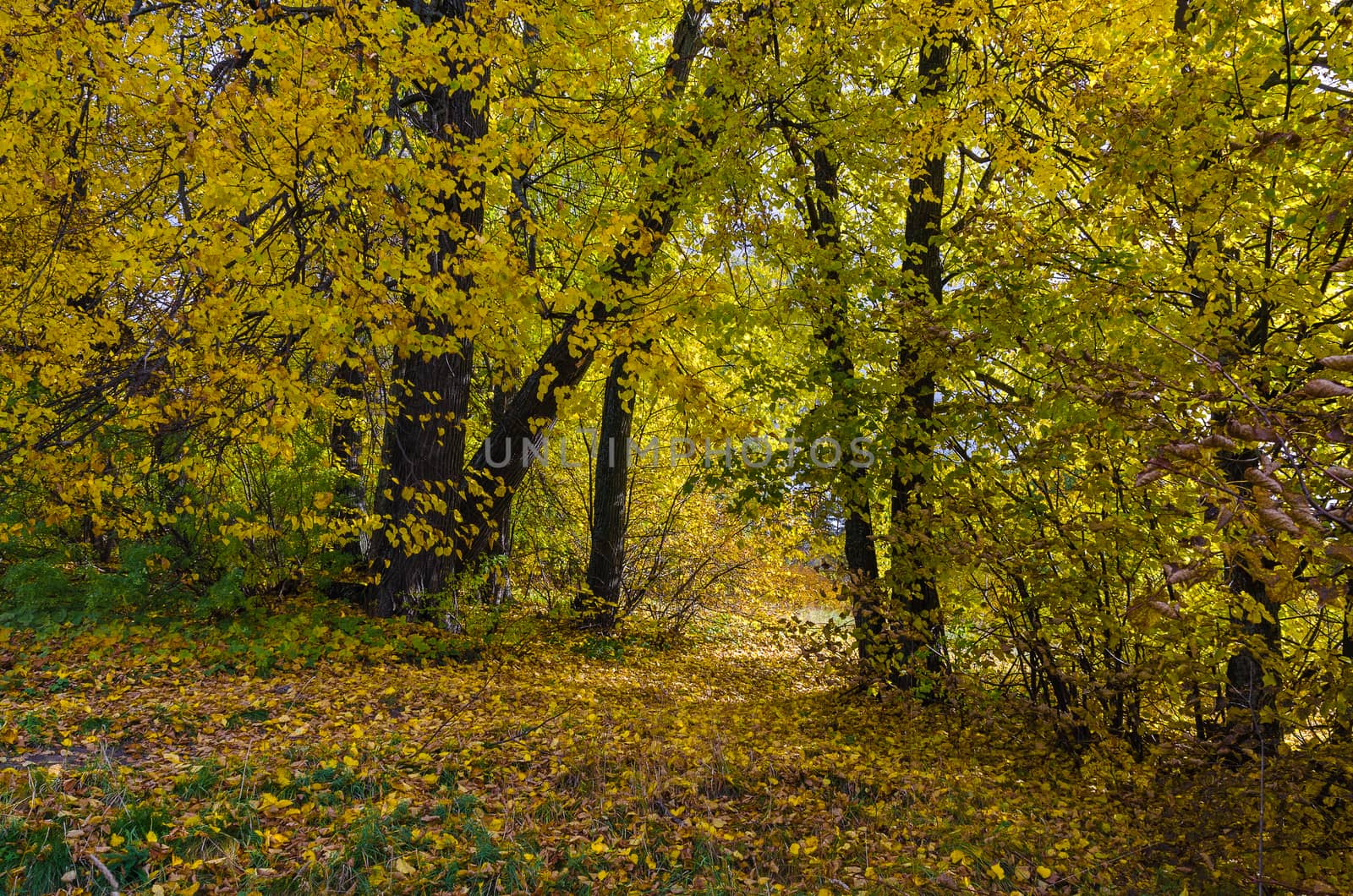 Golden autumn in the month of October in a beautiful forest