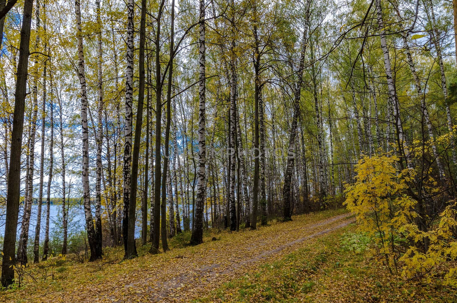 Golden autumn in the month of October in a beautiful forest